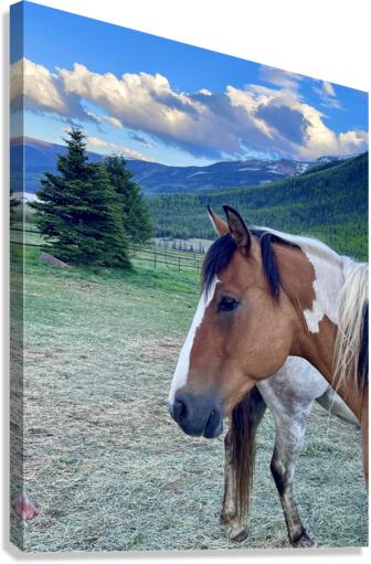 Painted pony Canvas Print