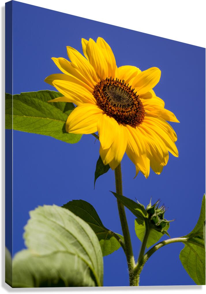 ArtPhotos244 Canvas Print