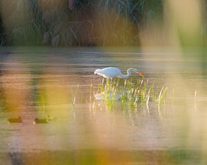 Hidden in spectacular sight