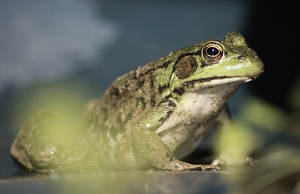A frogs portrait