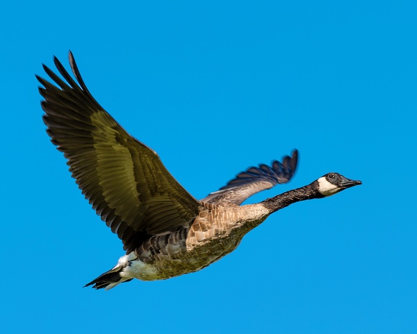 Canadian goose in flight Print
