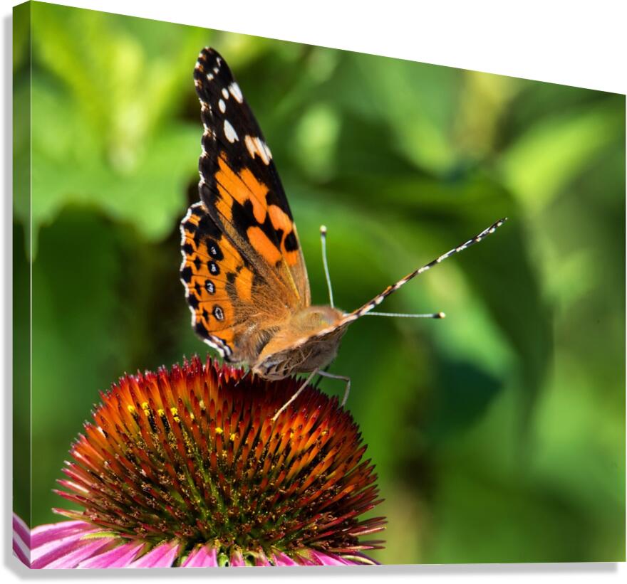 Monarch Canvas Print