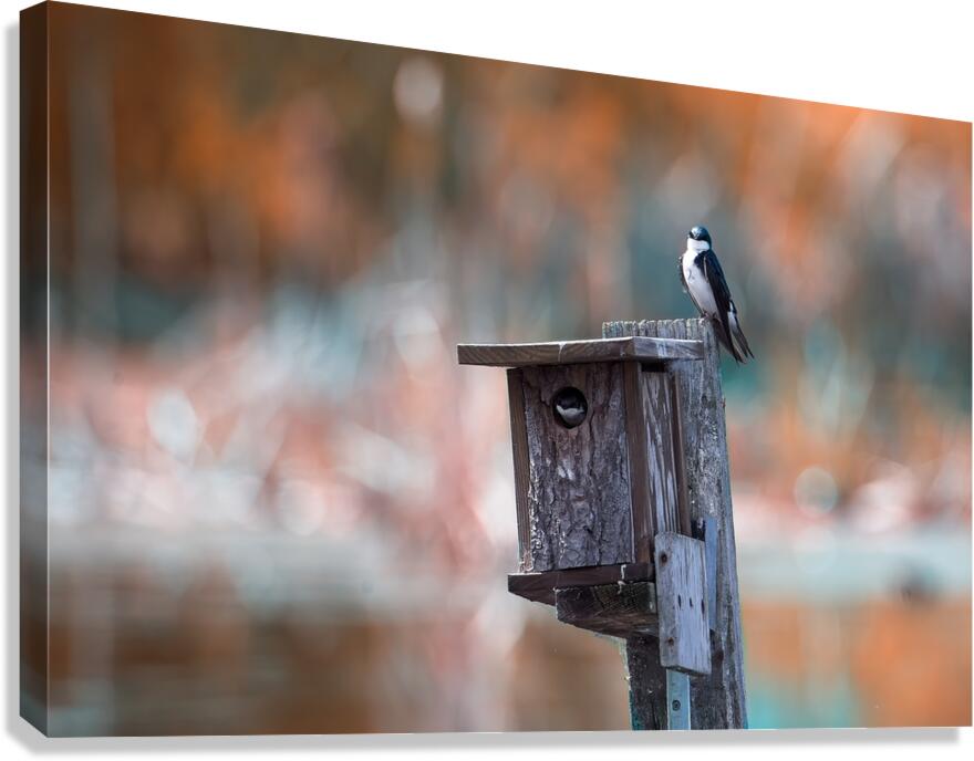 Bird Condo Canvas Print