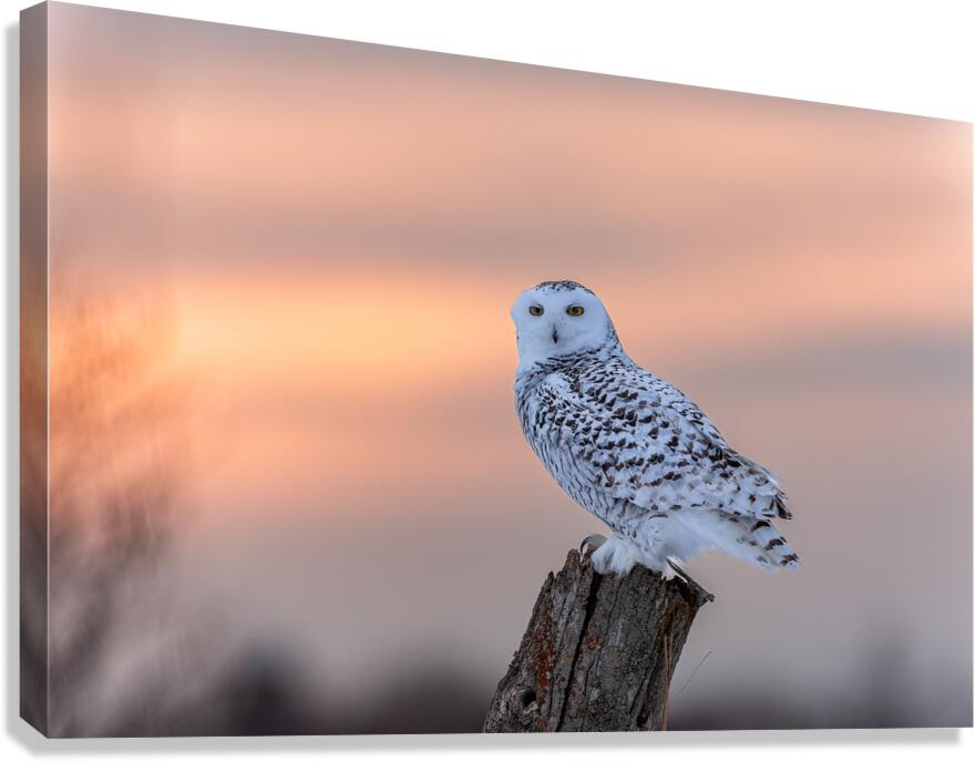 2B2A9584 Canvas Print