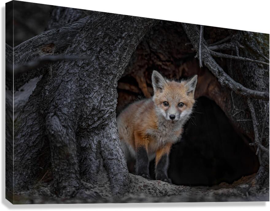 REDA0402 Canvas Print