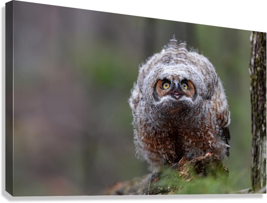REDA1056 Canvas Print
