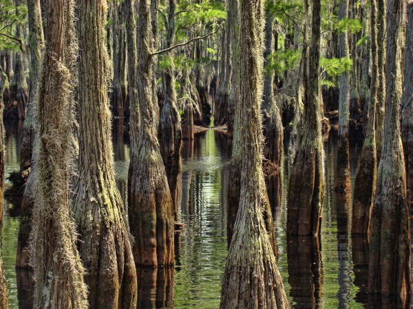 Swamp Path Print
