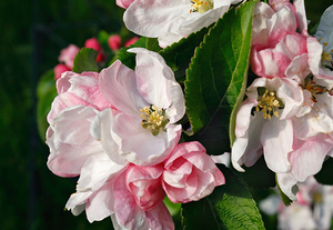 Apple Blossom 