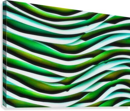 SF144 Canvas Print