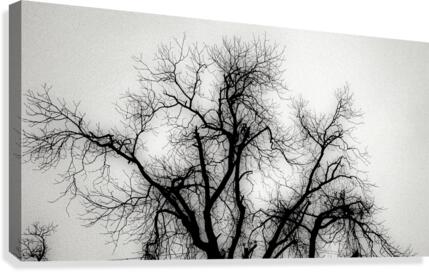 OZ232 Canvas Print