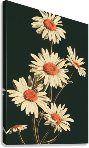 White Daisies  Canvas Print