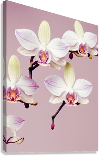 Orchids Canvas Print