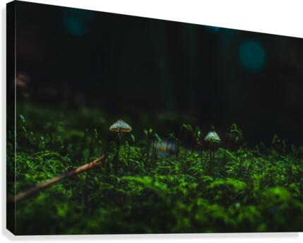 Limelight Canvas Print
