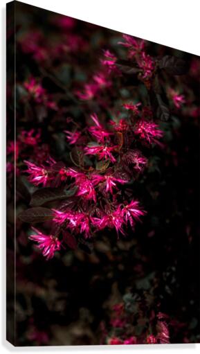 From a Distance Canvas Print