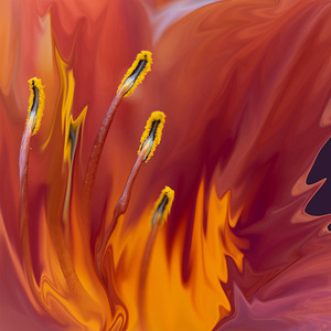 Lily on Fire