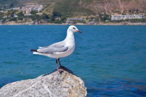 Hout Bay Cape Town