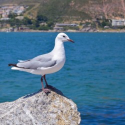 Hout Bay Cape Town