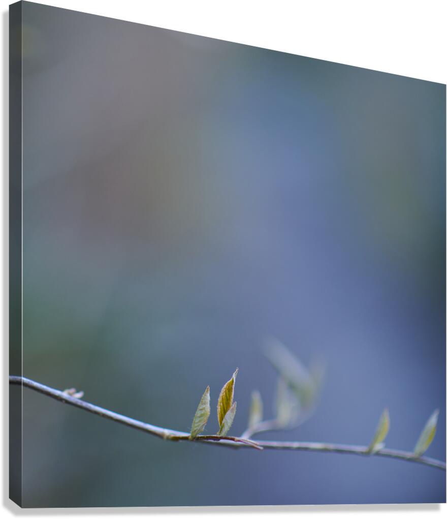 gold leaf Canvas Print