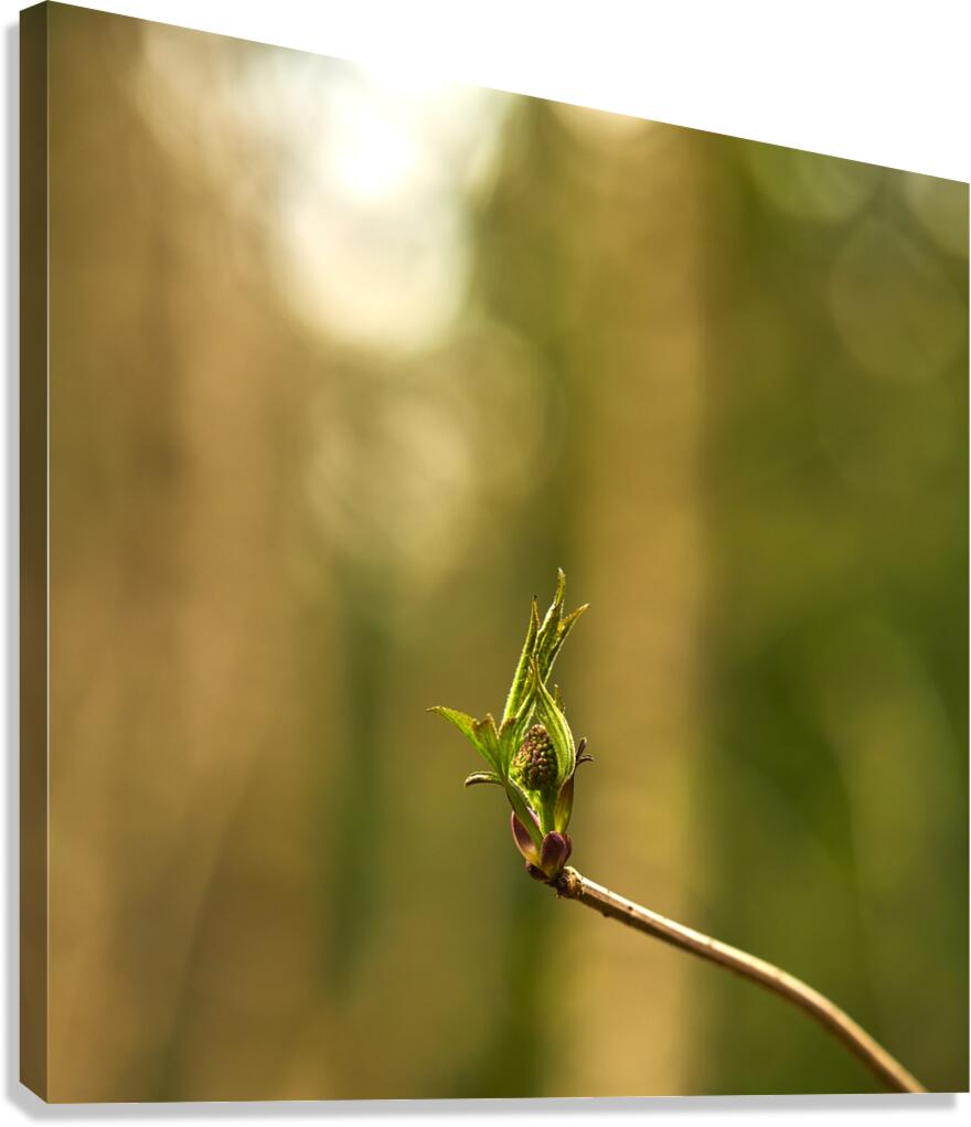 Elegant Canvas Print