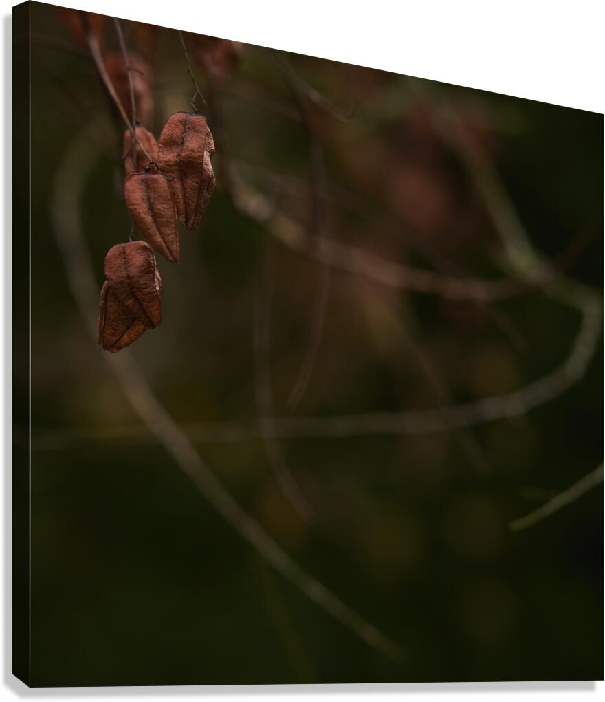 Lanterns Canvas Print