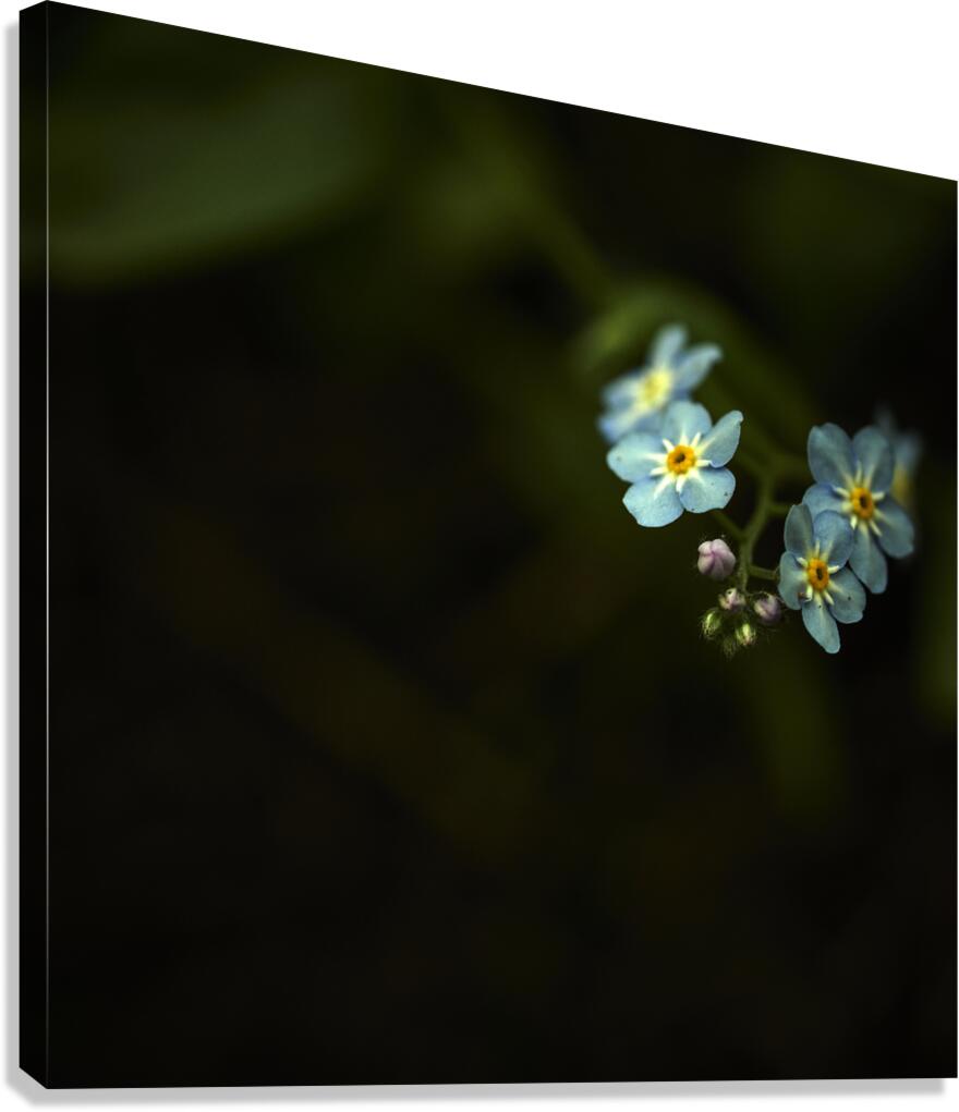 little blues Canvas Print