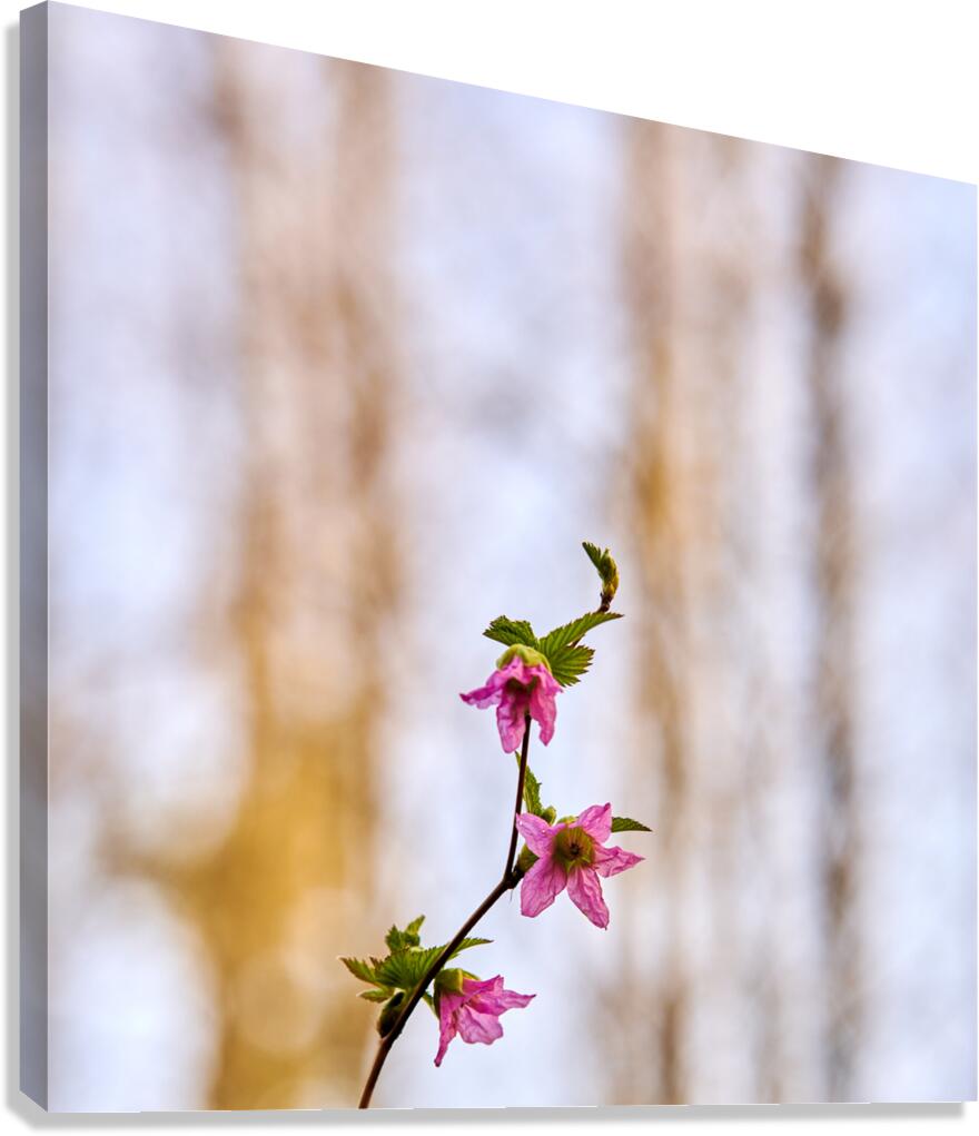 Three high Canvas Print