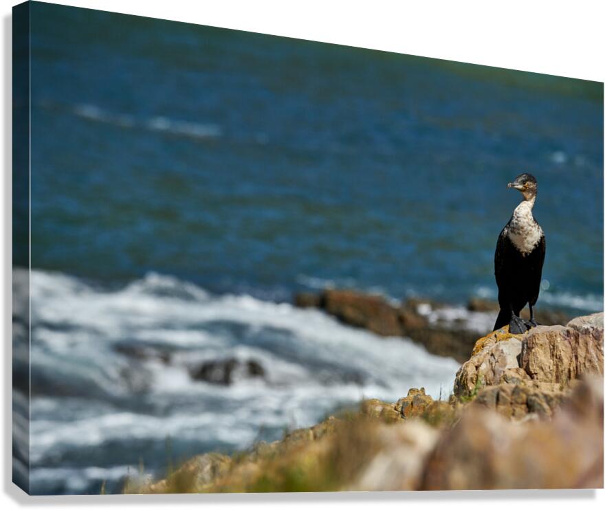 seascape 9 Canvas Print