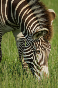 Zebra
