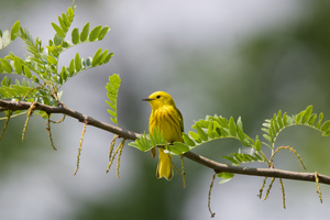 Yellow Warbler