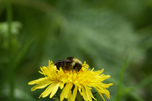 Bee on Flower