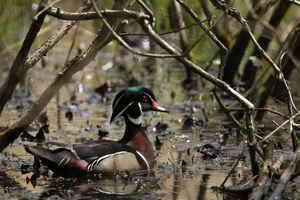 Wood Duck