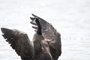 Canada Goose