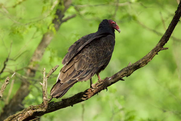 Turkey Vulture  Print