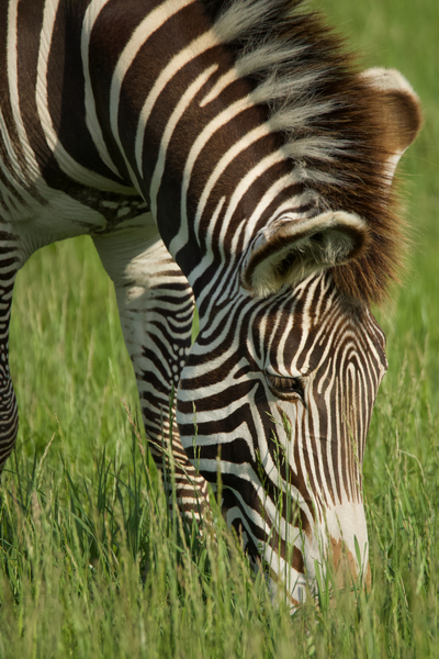 Zebra Print