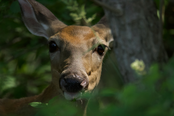 Deer in trees Print