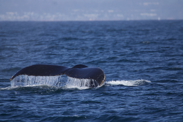 Humpback Whale Tail Print