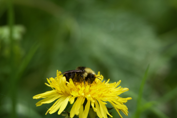 Bee on Flower Print