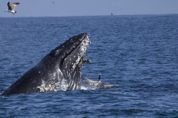 Humpback Whale Print