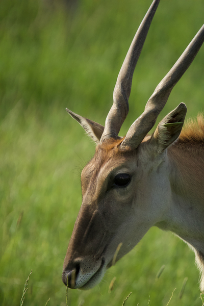 Antelope  Print