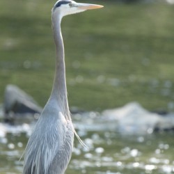 Great Blue Heron
