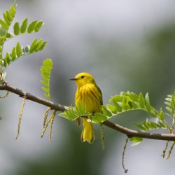 Yellow Warbler