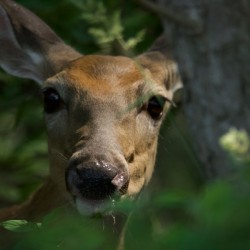 Deer in trees