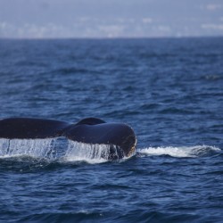 Humpback Whale Tail