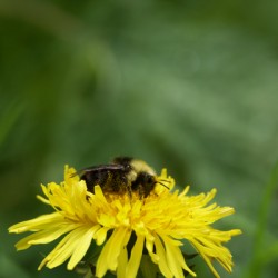 Bee on Flower