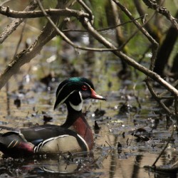 Wood Duck