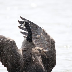 Canada Goose