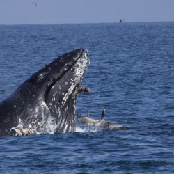 Humpback Whale