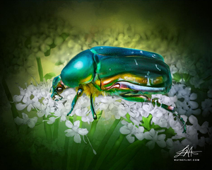 Digital Beetle 1