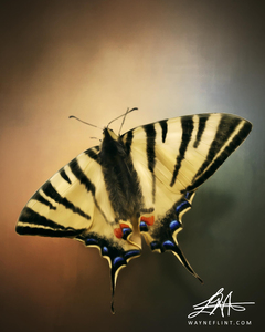 Digital Butterfly