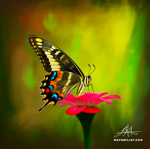 Butterfly 5